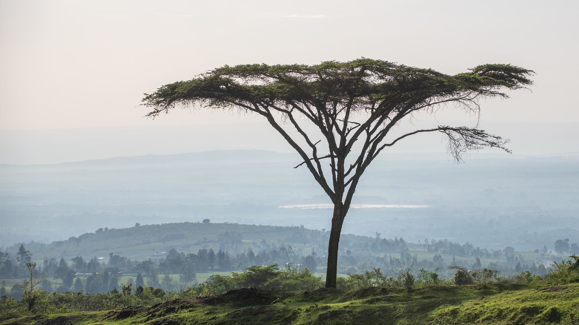 Acacia tree full width