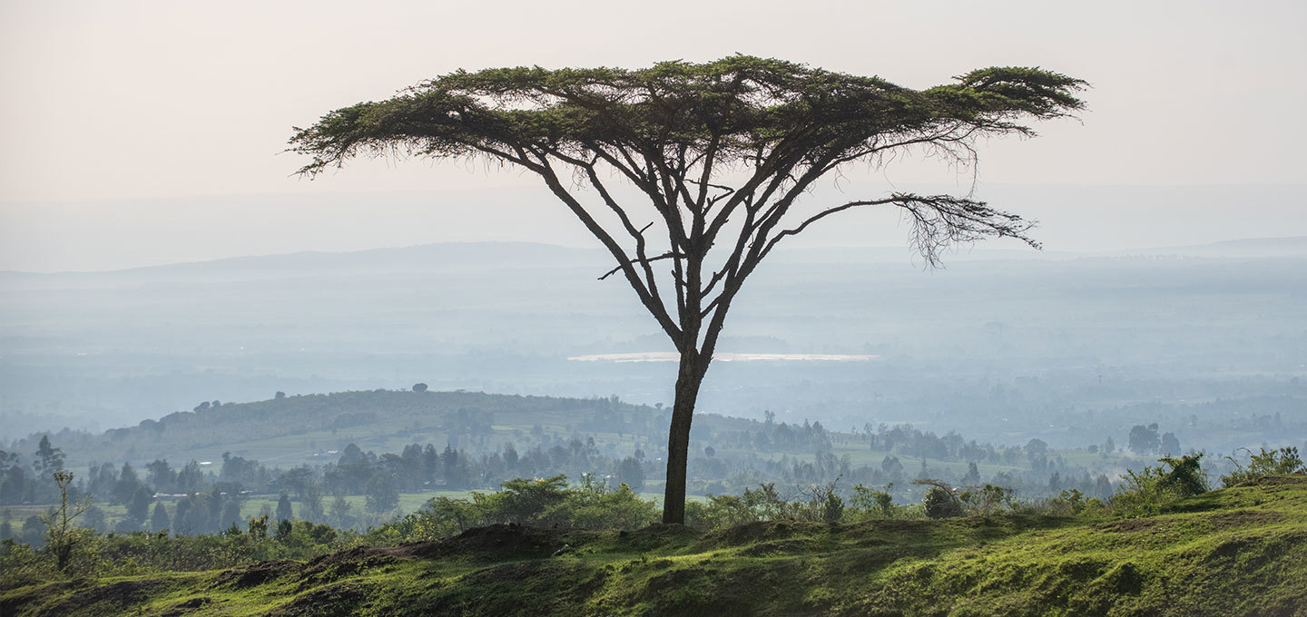 Acacia tree header